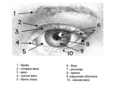 Строение глаза
